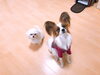 「犬の保育園★一緒に楽しくトレーニングしませんか？初回登録料無料キャンペーン」