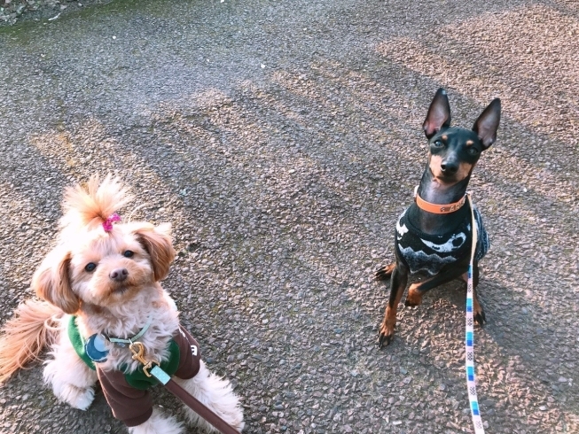 「犬の保育園★お散歩日和～♪晴れた日にみんなでお散歩に行きました！mix犬・トイマン」