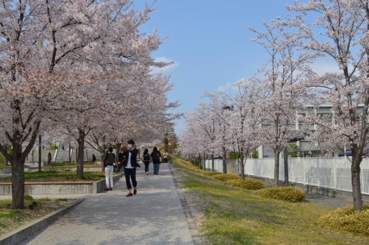 パナソニック本社の西側に位置する門真のさくら広場は、<br>旧本社跡地を有効活用し整備され2006年に開園した広場で、<br>園内には約200本近いソメイヨシノが植樹され、現在もなお植樹中という。<br>また横を走る京阪電車の車窓からも眺めることができるほか、<br>世界に誇るパナソニック本社と桜の風景も、このさくら広場が誇る魅力です！<br>