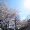 日下山児童公園と桜