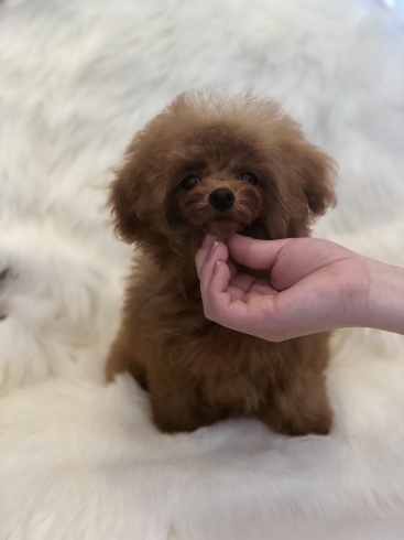 「おチビちゃん 巣立ち (๑･̑◡･̑๑)」