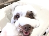 「覆面レスラー ᕦ(ò_óˇ)ᕤ」
