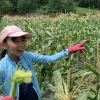 第10回　薮川とうもろこし栽培体験記第2021