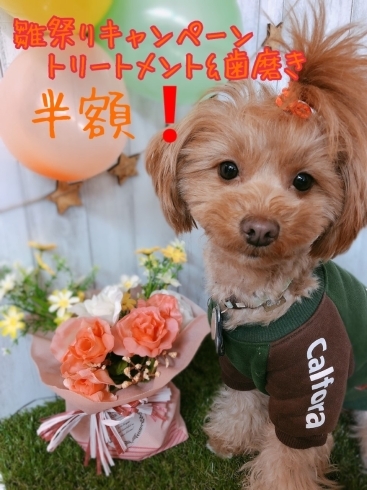 「3月・春のキャンペーン♪わんちゃんネコちゃんのトリミング・記念撮影♡」