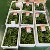 「地場野菜のセリ場に「しどけ」が… ドドーンっと出荷されました😳 岩手県産「しどけ」です。」