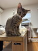 「【愛媛県新居浜市】里親募集のお知らせ！」