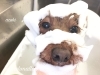 「覆面レスラー  ᕦ(ò_óˇ)ᕤ」