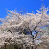 第69回　桜の見どころ～新宿・歌舞伎町周辺～