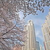 【No.156】　2014年　新宿の桜　新宿中央公園周辺