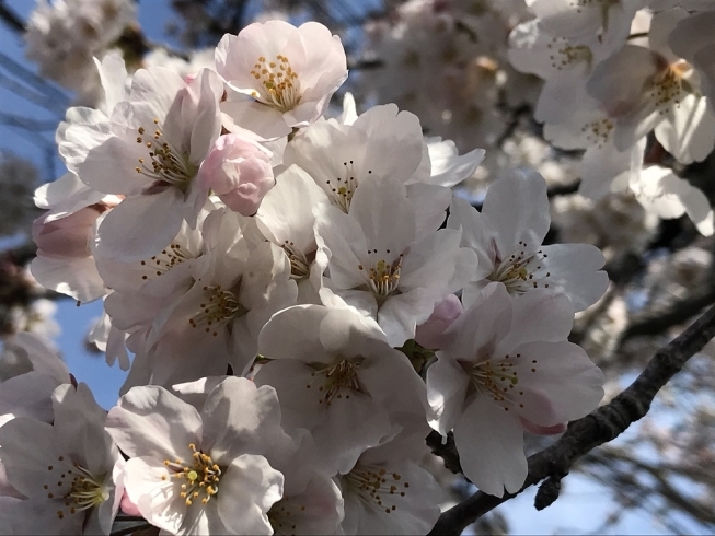 「3月　ちびっこ広場つうしん」