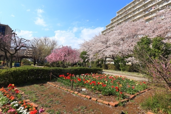 神田川せせらぎ橋から入園　梅や桃と花壇、すぐ横には桜並木