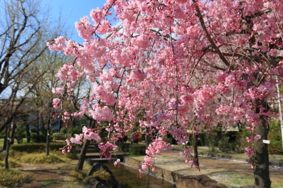 八重紅枝垂桜　川沿いに桜が植栽されています。
