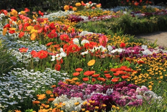 下落合駅から入園　やはり四季折々の花壇