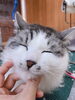 「猫ちゃんもシャンプー・トリミングでスッキリふわふわに♪♡」
