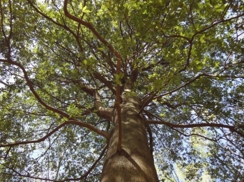 私が勝手に「ご神木」と呼んでいる木は、下から見上げるとこんな感じです。<br>堂々と立ち、安心感を与えてくれています。