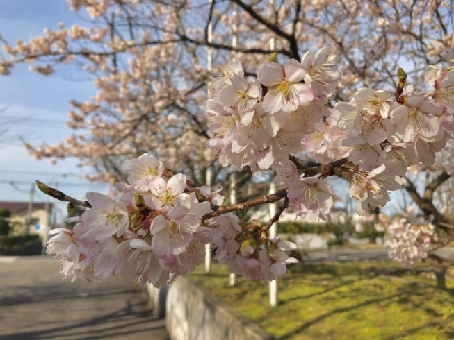 「＊桜〜さくら〜サクラ＊ 見頃の桜発見♪」