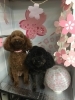 3月5日 カットコースのくうちゃん りんちゃん 犬猫のトリミング屋さんぽちのうち 犬 猫のトリミング屋さん ぽちのうちのニュース まいぷれ 船橋市