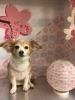 3月5日 カットコースのマロンちゃん 犬猫のトリミング屋