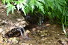 水の流れる音を聞きながらひと休み「涼しさ感じる、癒しの入笠山散策」