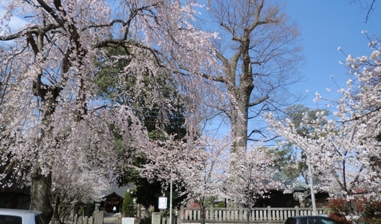 参道の桜は、道行く人々の目を楽しませてくれます。