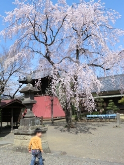 境内には見事な枝垂れ桜。