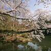 【No.157】　2014年　新宿の桜　新宿御苑１