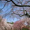 【No.158】　2014年　新宿の桜　新宿御苑2