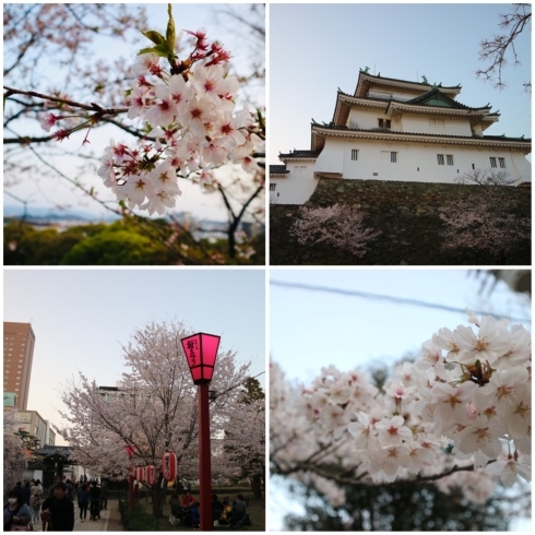 「和歌山の桜は？」