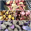 「☆種蒔きシーズン到来☆カラフル野菜の小山農園☆」