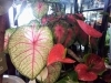 カラジウム「観葉植物たくさん入ってます♪」