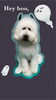 「Dog salon mofu mofu　余市町」