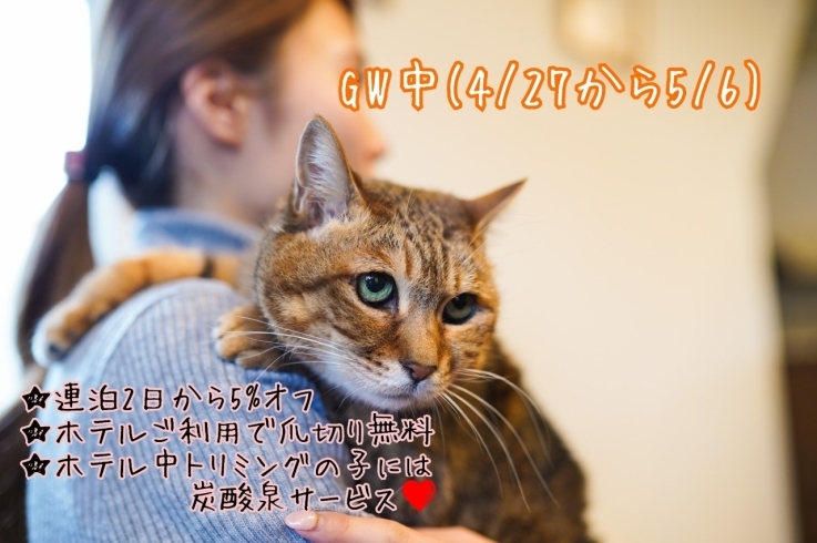 「GW中のペットホテル・猫ホテルご予約はお早目に！新潟市・ハッピーテイル♪」