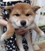 「【WAN'S】ぽかぽか陽気に柴犬のわんちゃんとお散歩はいかがですか？」
