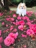 「春になりました!    英語を勉強してみませんか?」