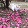 「春が来た!      英語を勉強しませんか?」