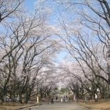 春爛漫！　満開に咲き誇る桜～狭山稲荷山公園～
