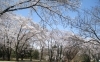 春爛漫！ 満開に咲き誇る桜～狭山稲荷山公園～ | なんとなく探検