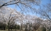 春爛漫 満開に咲き誇る桜 狭山稲荷山公園 なんとなく探検隊 さやまルシェ 狭山市