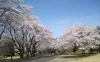 春爛漫！ 満開に咲き誇る桜～狭山稲荷山公園～ | なんとなく探検