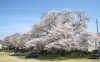 春爛漫！ 満開に咲き誇る桜～狭山稲荷山公園～ | なんとなく探検