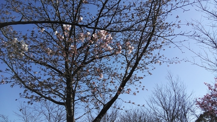 「筆山の桜状況です」