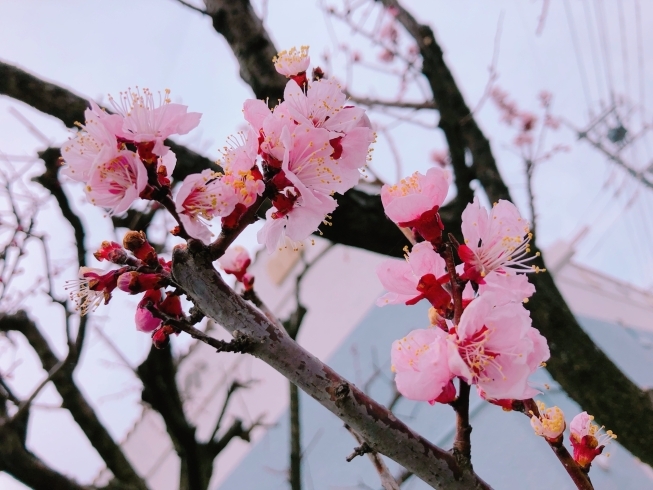 「杏の花が咲きだしました☆。.:＊・゜」