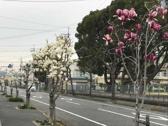 「magnolia（マグノリア）の前の木蓮が見ごろです♪」