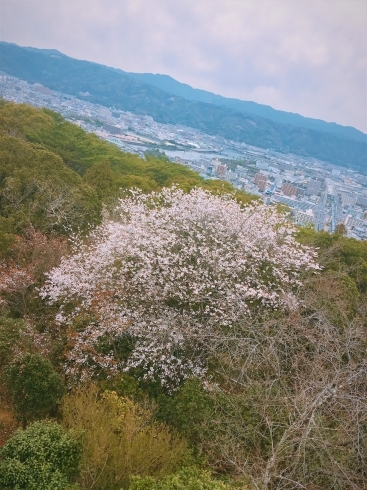 「五台山から見た桜♪」