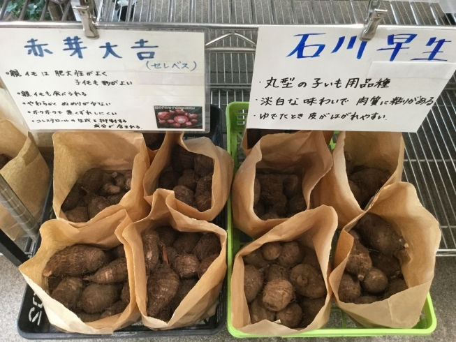 「里芋の種イモが入荷しました！」