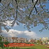 【No.160】　2014 新宿の桜　富久さくら公園
