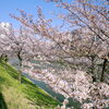 【No.161】　2014 新宿の桜　四谷～市ヶ谷