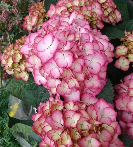 季節の鉢物入荷してます下総中山駅から徒歩7分の小さな花屋ミドリヤプラス 花と雑貨 Midoriya Plusのニュース まいぷれ 船橋市