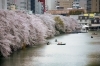 No 162 2014 新宿の桜 市ヶ谷 飯田橋 新宿万華鏡 カメラから観えてきた新宿 しんじゅくノート 新宿区