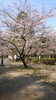 「茂原公園の桜　2019年」